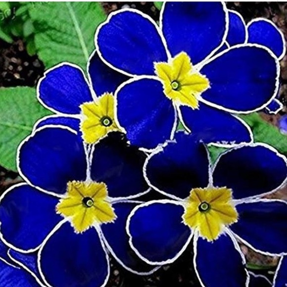 Meet your Posher, Marie - Picture 1 of 2